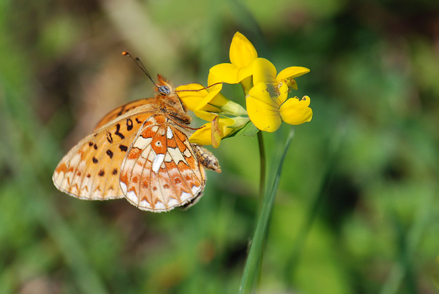 Boloria (Clossiana) euphrosyne